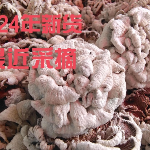 云南白参菌新鲜云南特产野生菌当季农家菌菇散装干蘑菇