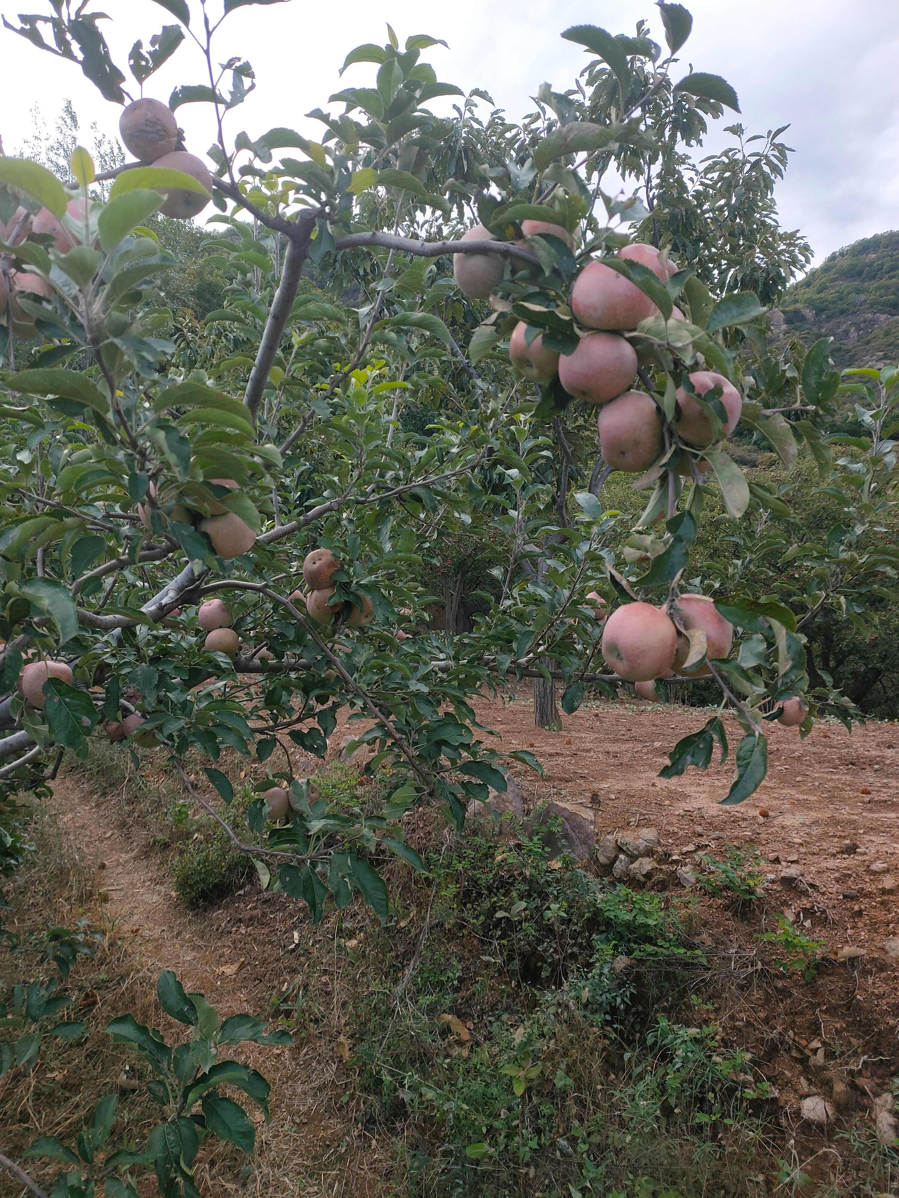 河北承德国光苹果 脆甜