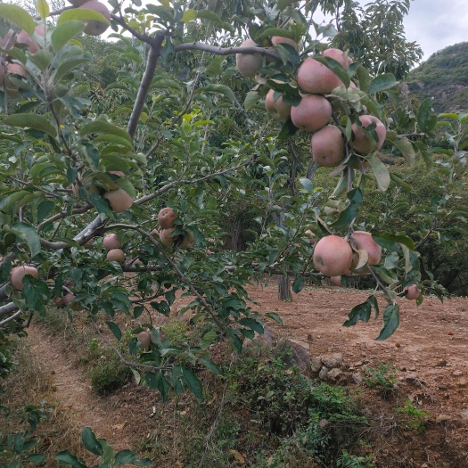 河北承德国光苹果 脆甜