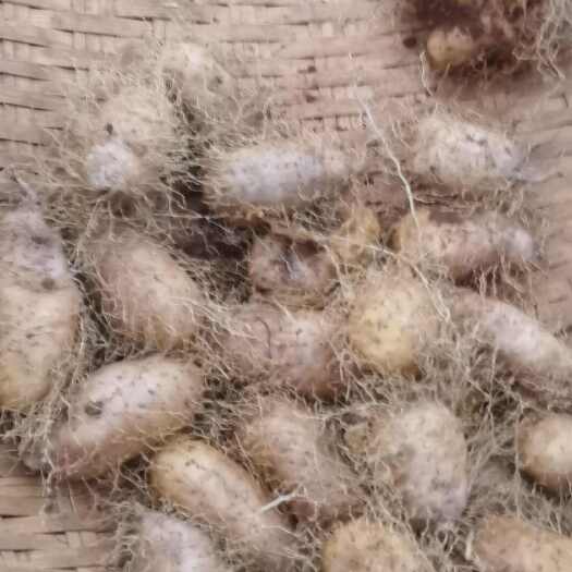 遂溪县毛薯