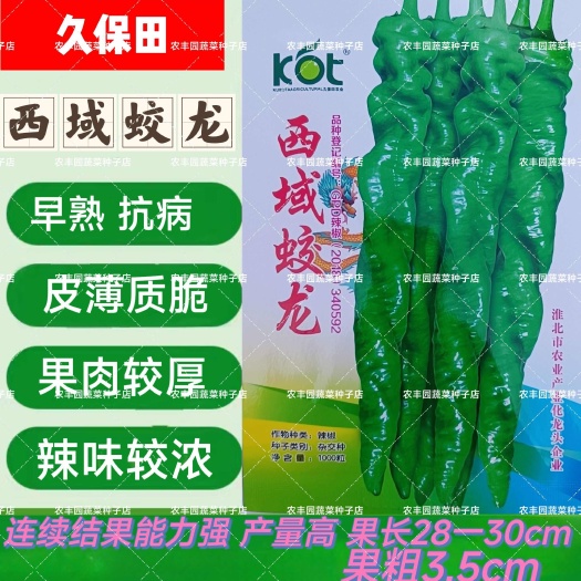 沭阳县西域蛟龙螺丝椒种子早熟皮薄肉厚丰产辣椒种子辣味浓香螺丝椒种子