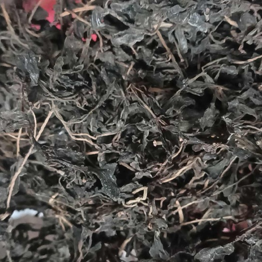 马齿苋