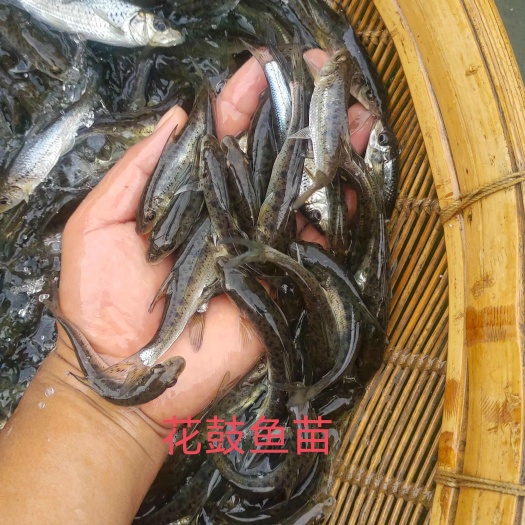 花骨鱼苗又名土凤鱼。肉质鲜美。耐低温。花鼓鱼苗