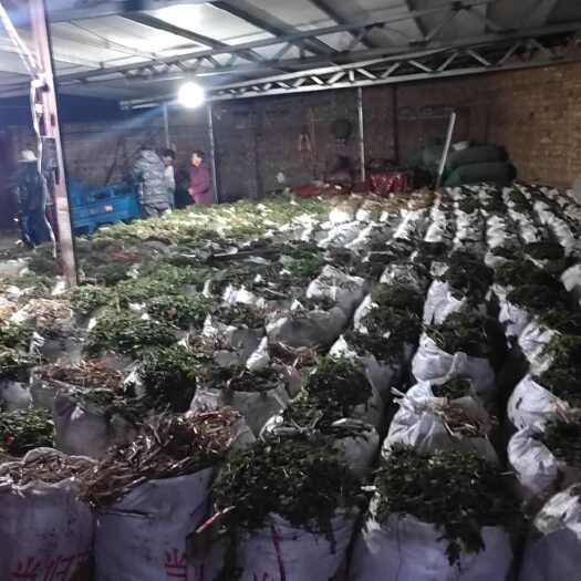 岷县当归种苗 优质产品 甘肃省定西市岷县发货