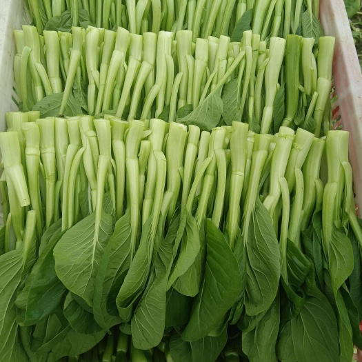 上海上海青浦广东菜心，供应食堂酒店