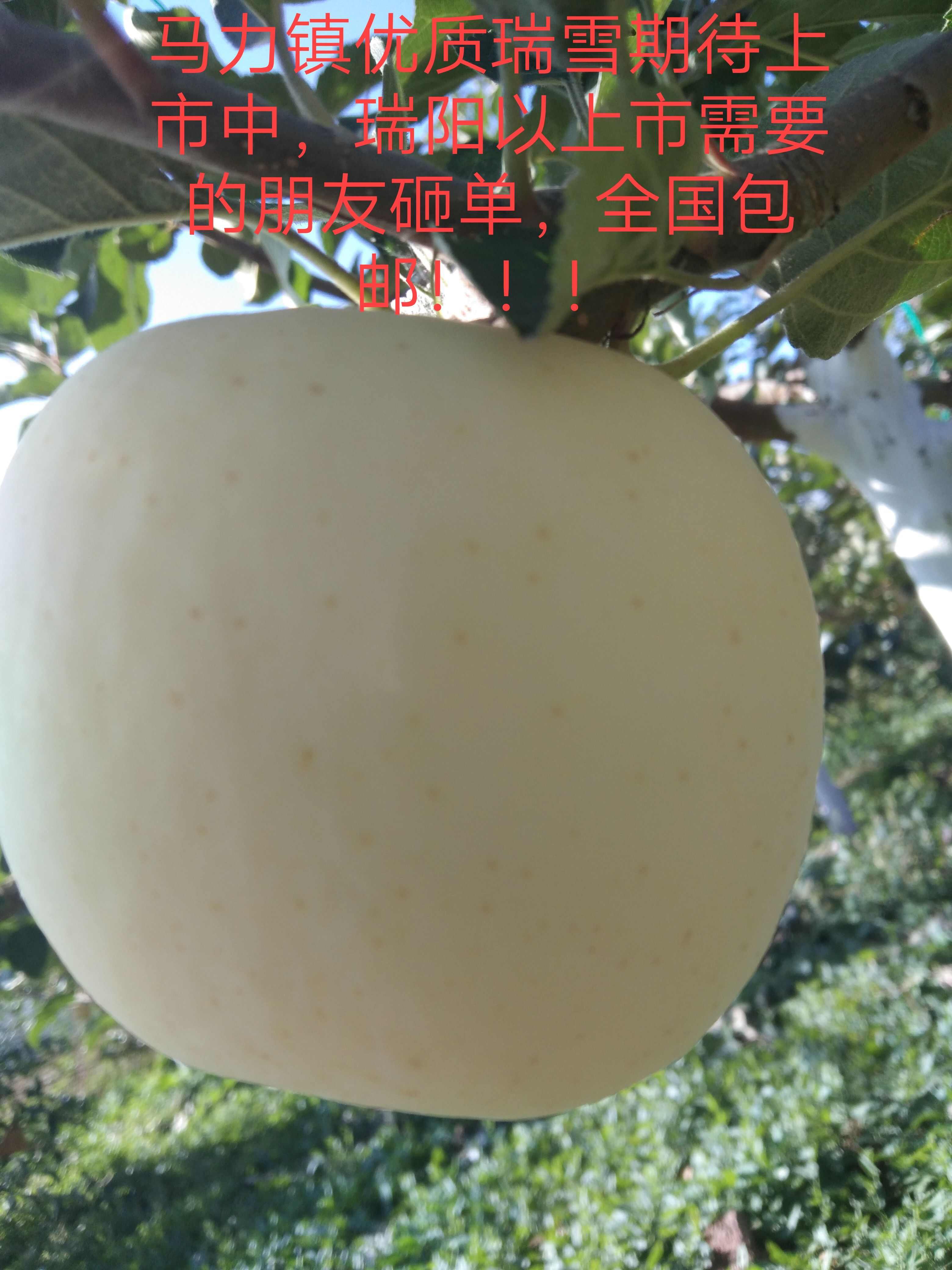 瑞阳瑞雪红富士