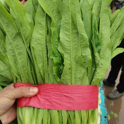 邯郸本地油麦菜有，粗，中，细颗都有，颜色绿，货源充足，价格美丽