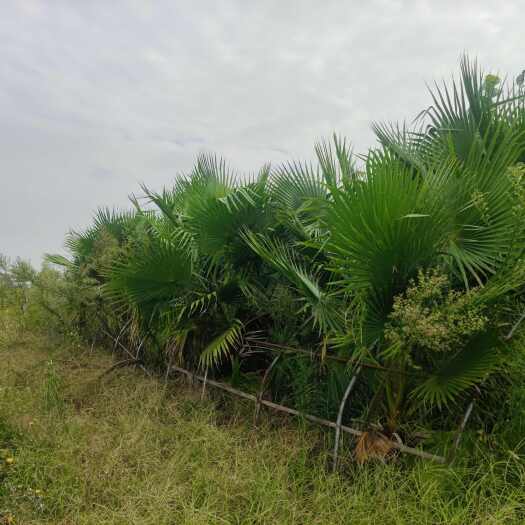 通许县通许县新建种植农场经营加拿利老人葵蒲葵棕榈…等负责人：聂先生