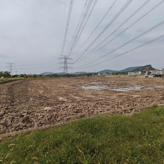 江阴市茭白田19亩江阴市南闸镇