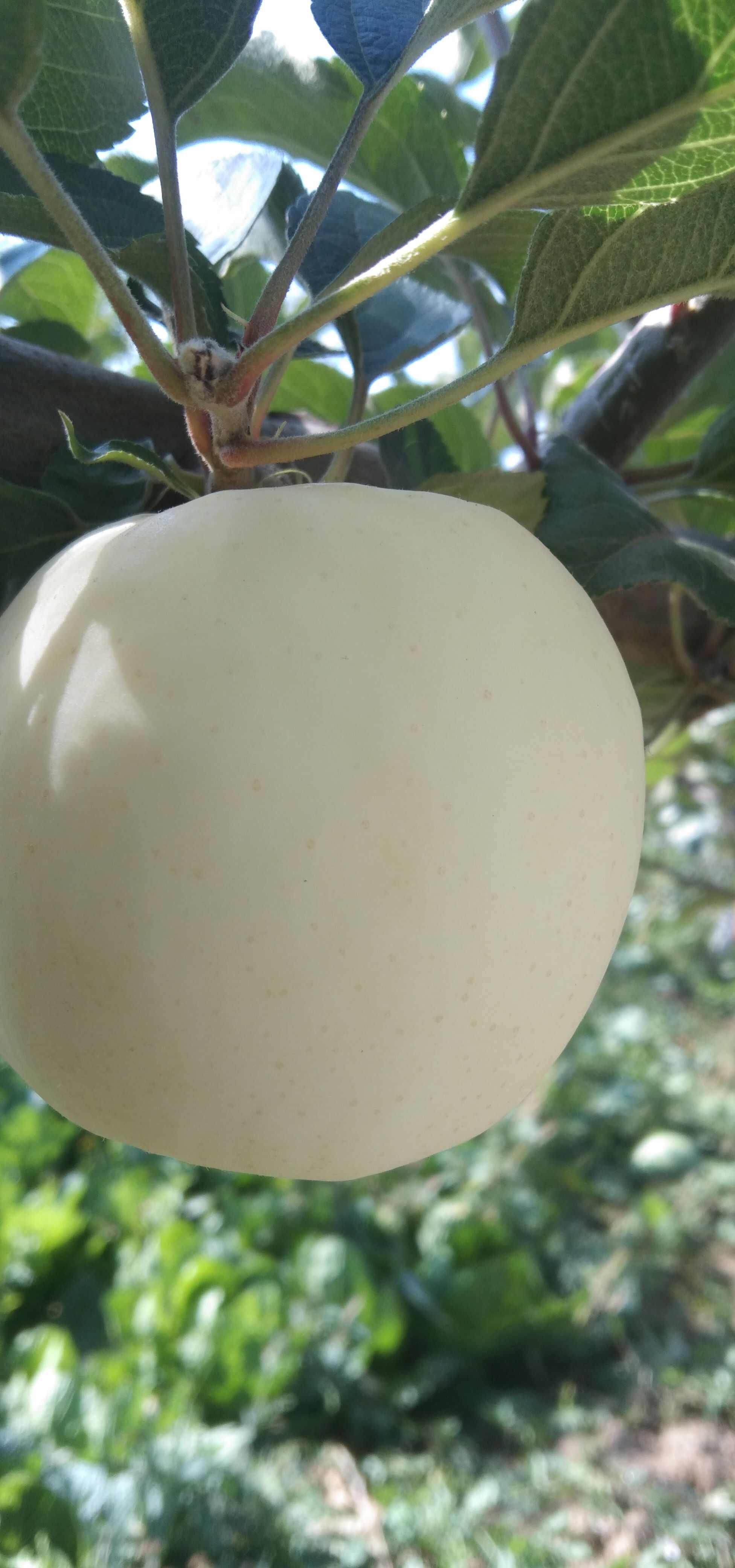 瑞阳瑞雪红富士