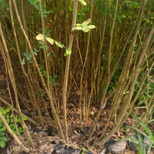 紫穗槐 陕西紫穗槐 紫穗槐苗 裸根 营养钵杯苗产地大量直销