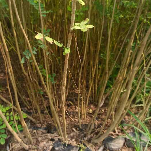 扶风县紫穗槐 陕西紫穗槐 紫穗槐苗 裸根 营养钵杯苗产地大量直销
