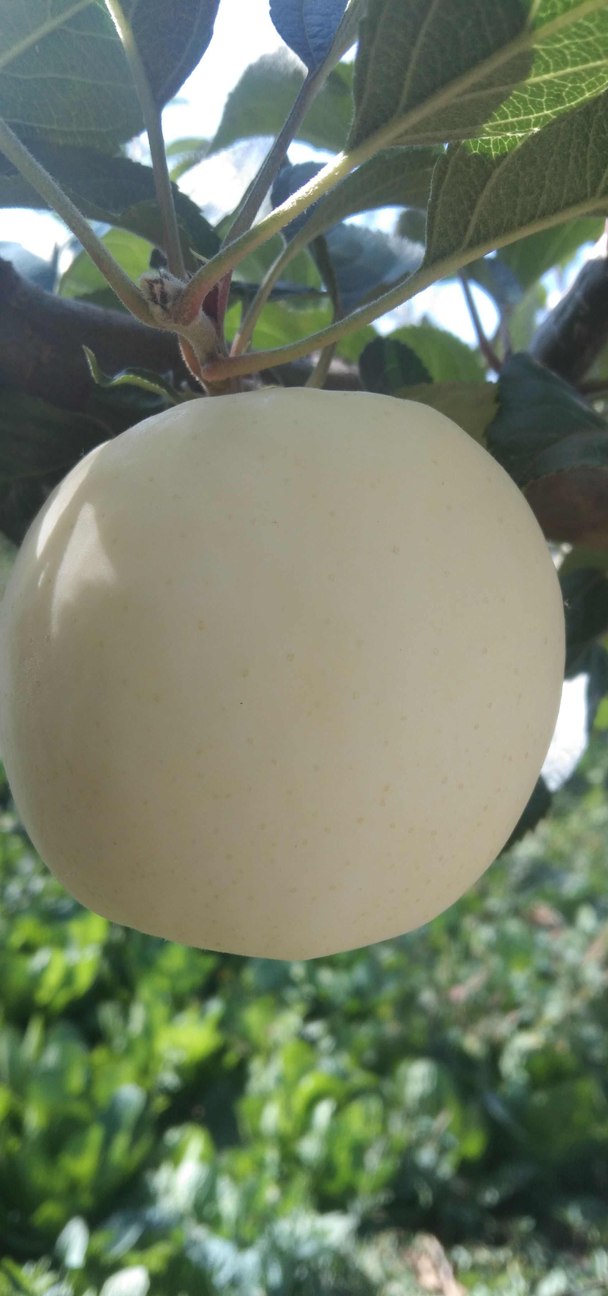 瑞阳瑞雪红富士