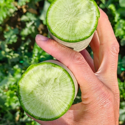 商丘水果萝卜大量上市