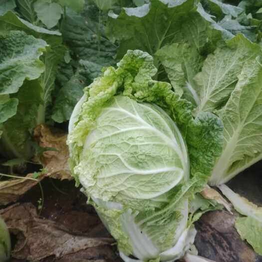 威宁县大娃娃菜
