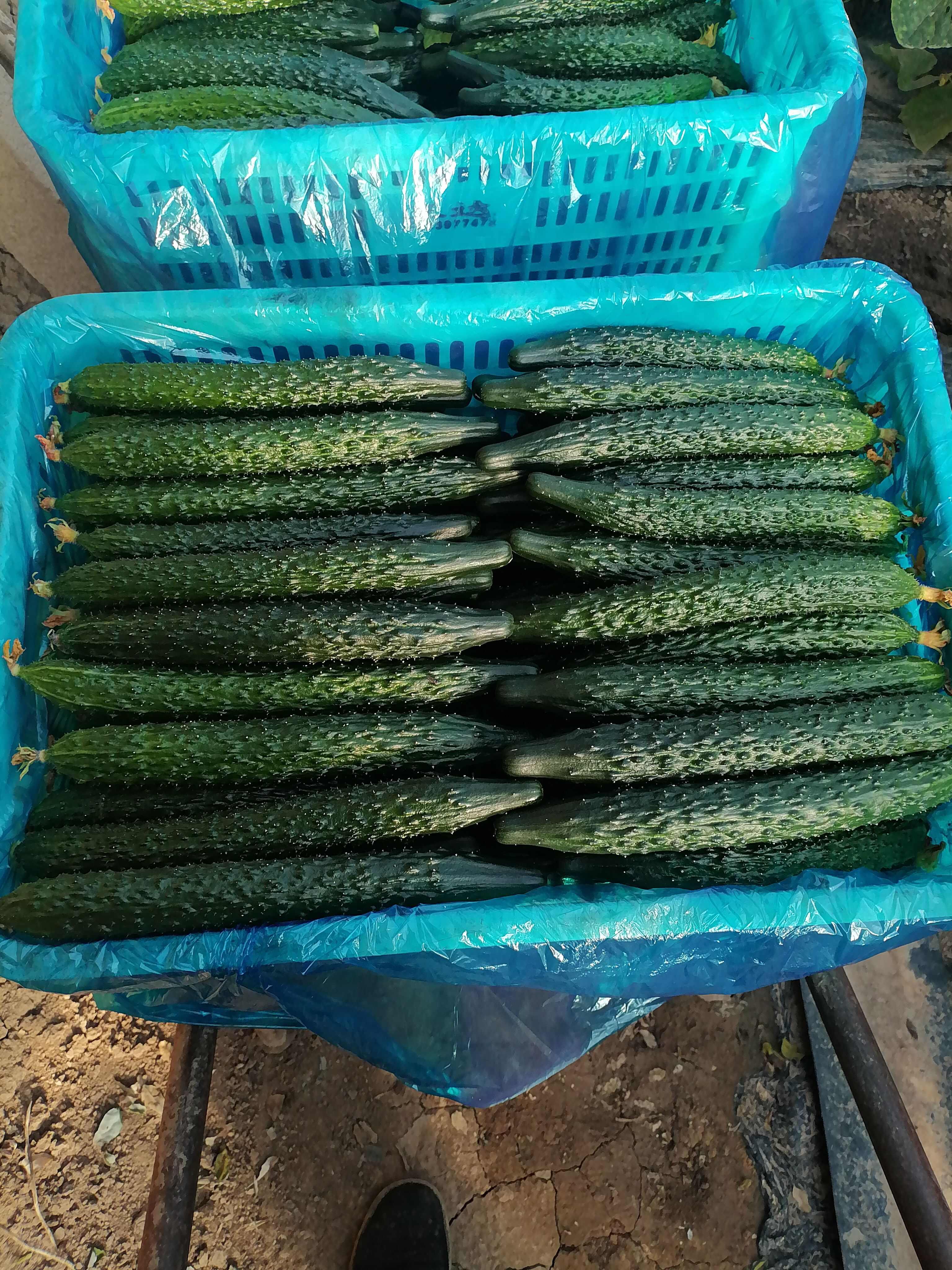 德瑞特黄瓜