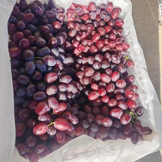 精河县新疆大粒无核克伦生葡萄，高品质，价格随行就市，需要的看过来