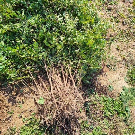 绛县晋酸3号双仁酸枣苗产量高耐寒耐旱成活率高