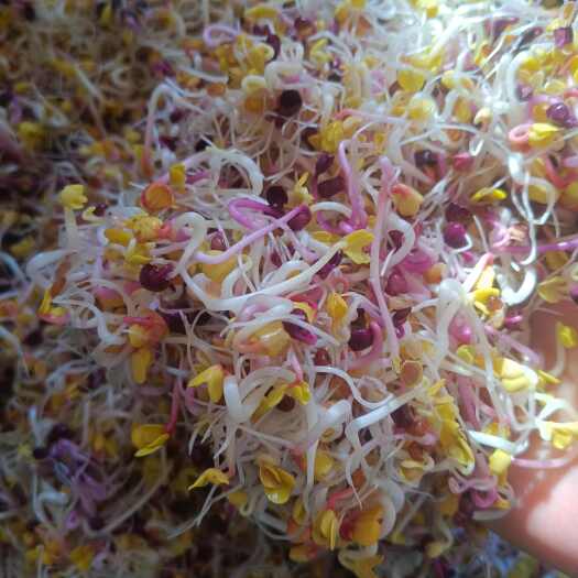 按量生产萝卜芽，萝卜苗，豌豆苗，花生芽