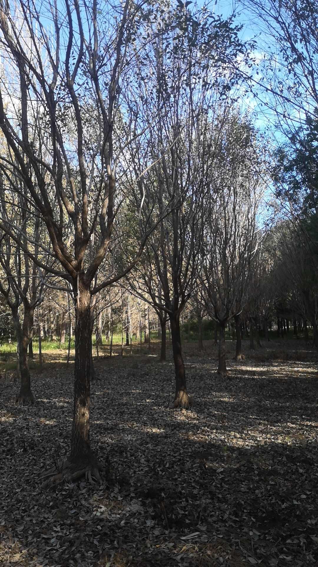 六月雪苗木基地批发流苏树价格便宜