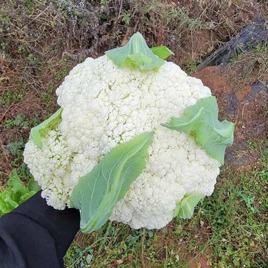 泸西县松花