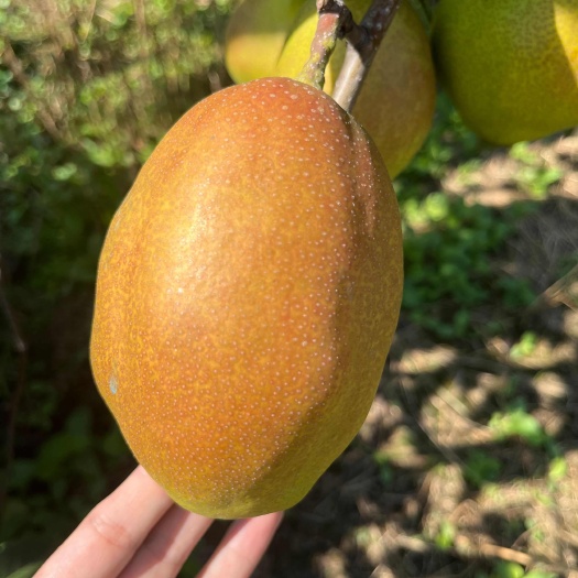 黄瓜扭