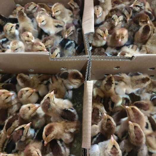 昆明大种新广996公