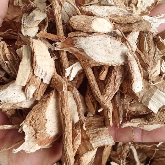 欽州大青葉根 大青根 路邊青根