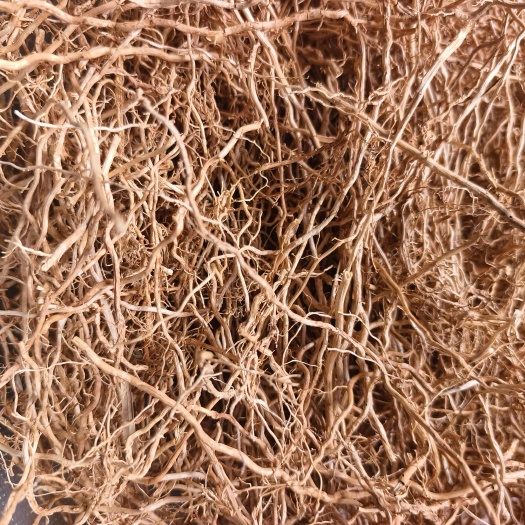 香根草岩兰草三年龄干根提练精油原料纯露原料
