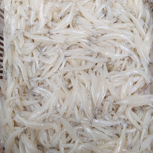 新鲜大银鱼 源自青岛胶州 渔业直供 高品质可信赖