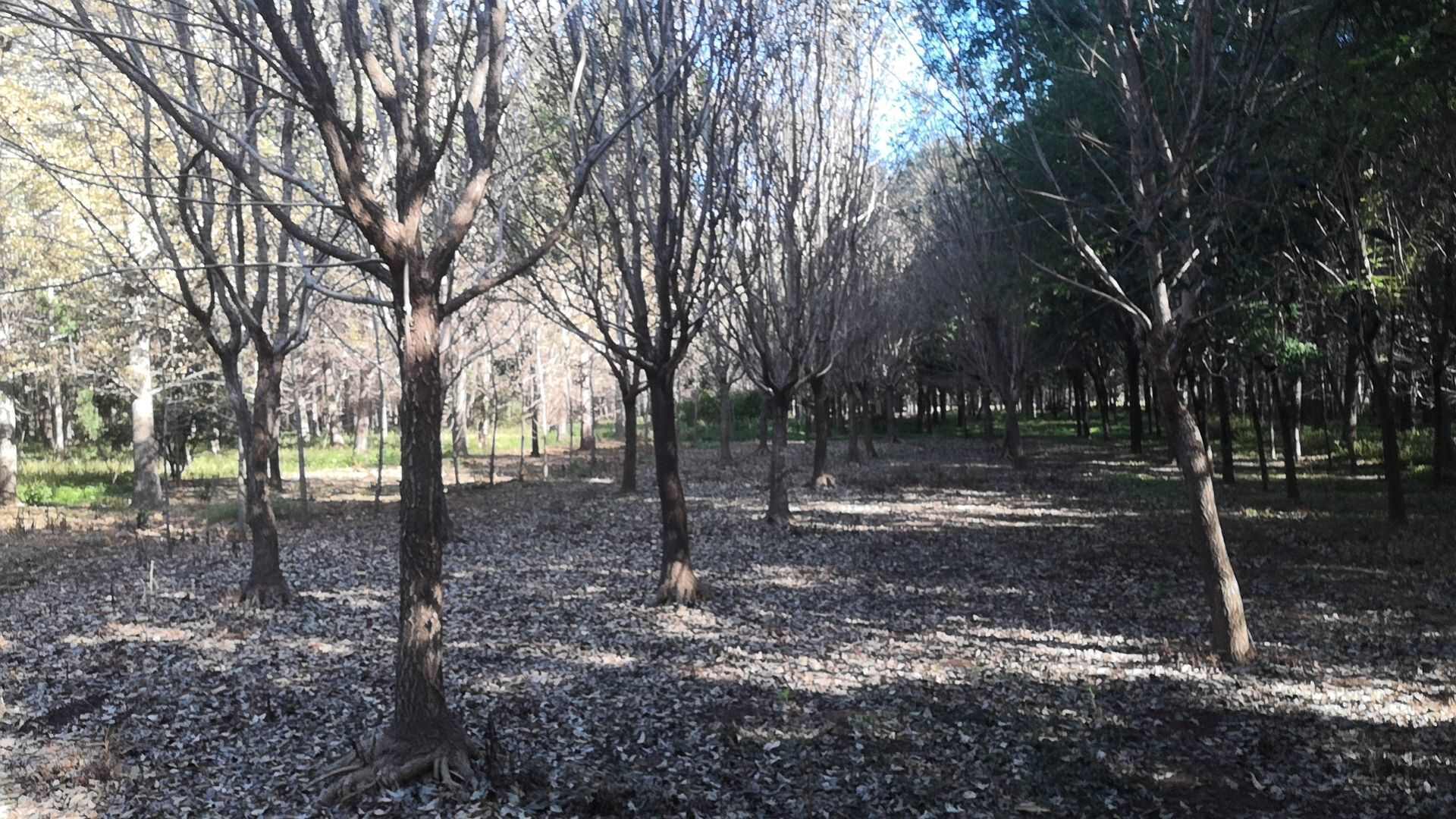 六月雪苗木基地批发流苏树价格便宜