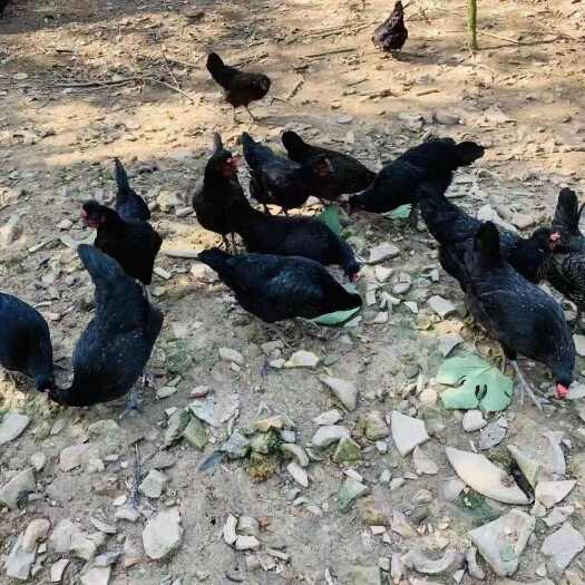 昆明脱温五黑绿壳蛋鸡