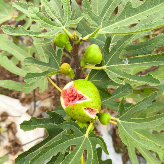 平邑县波姬红南方北方种植无花果树苗耐寒地栽阳台矮化当年结果
