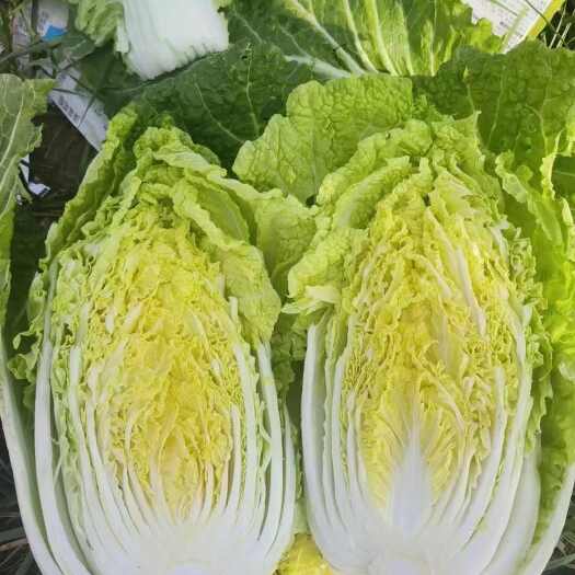 黄心大白菜