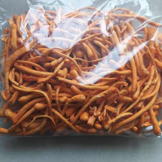 虫草花。纯小麦培养基种植