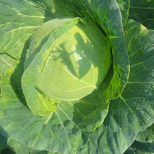 泸西县圆包菜（小铁头）