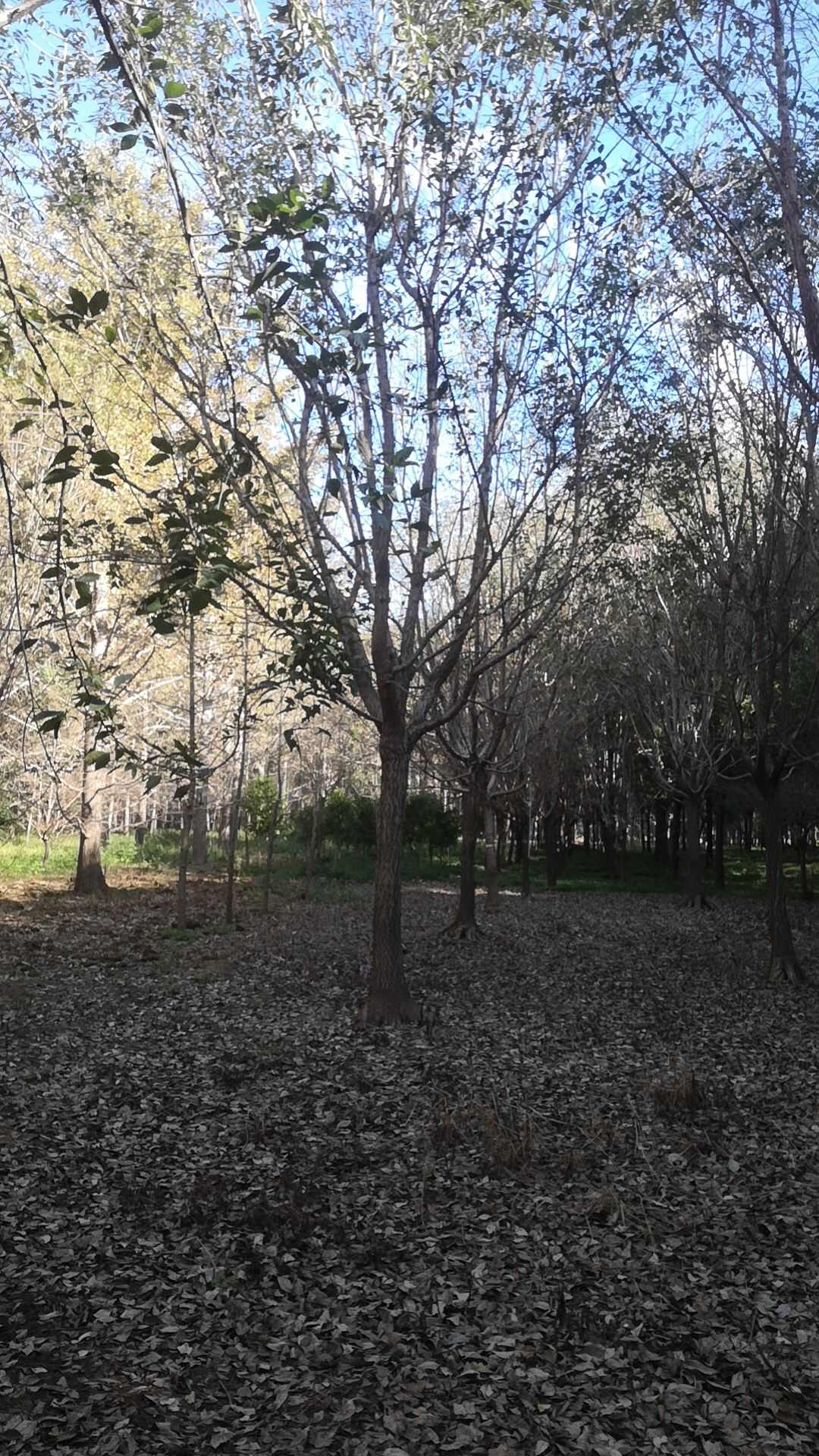 六月雪苗木基地批发流苏树价格便宜