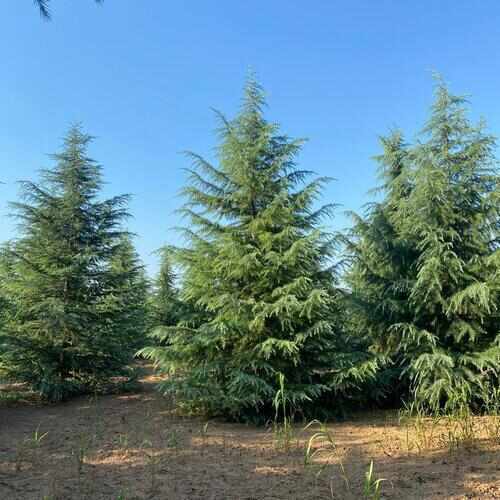 上海雪松树苗大量供应，欢迎电话咨询