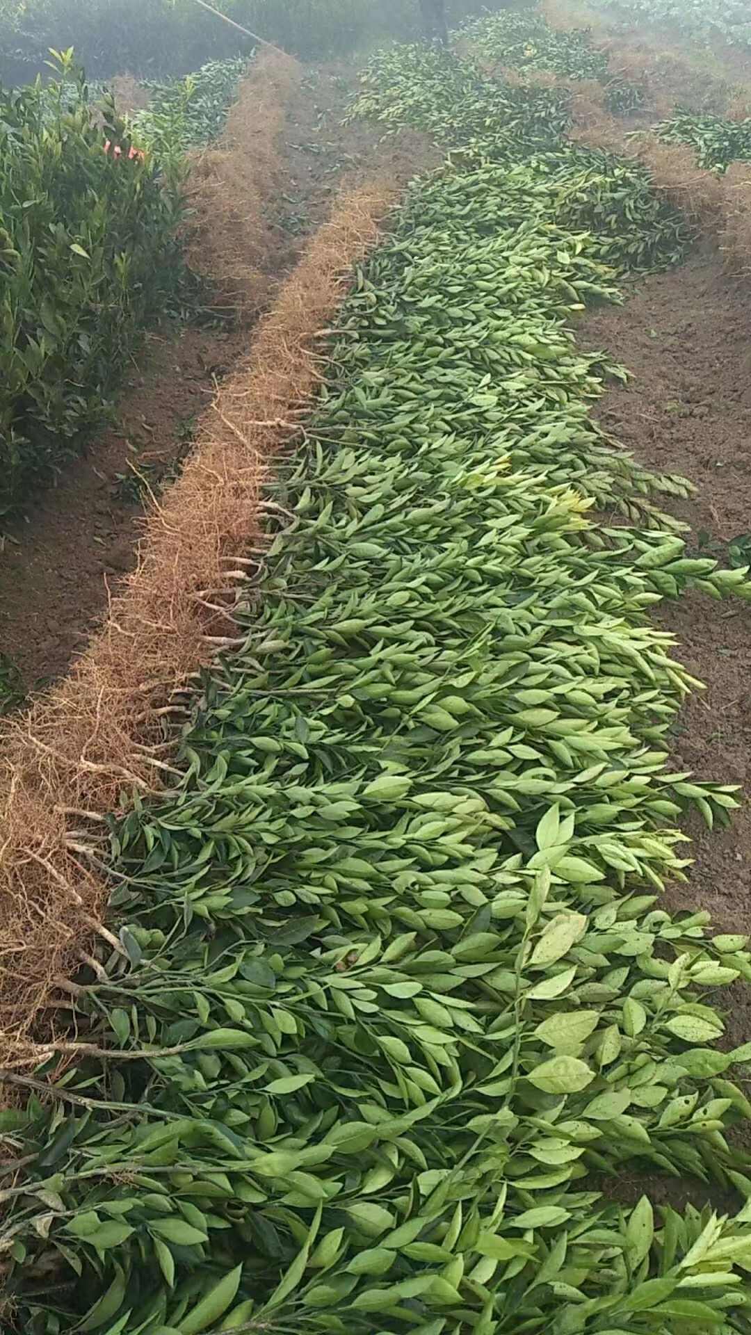 嫁接无核无籽砂糖桔树苗蜜桔盆栽果树苗南方种植明日见橘子苗包邮