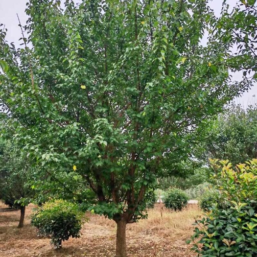 红梅朱砂梅骨里红树苗大量供应，欢迎电话咨询