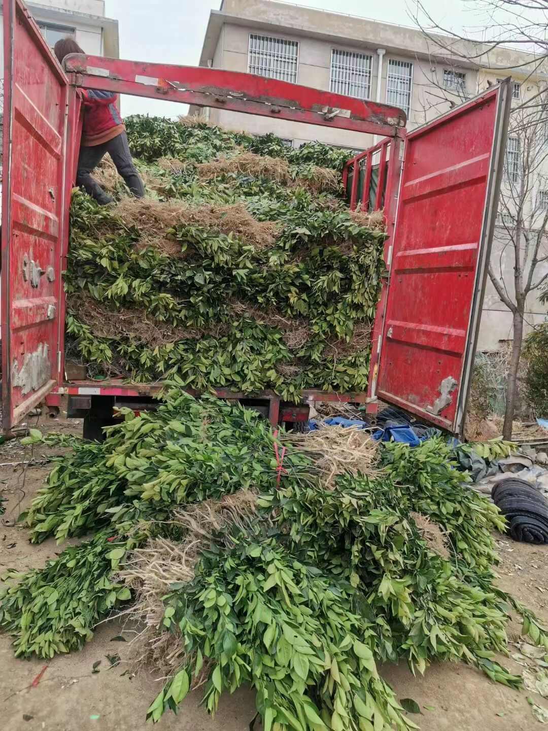 嫁接无核无籽砂糖桔树苗蜜桔盆栽果树苗南方种植明日见橘子苗包邮