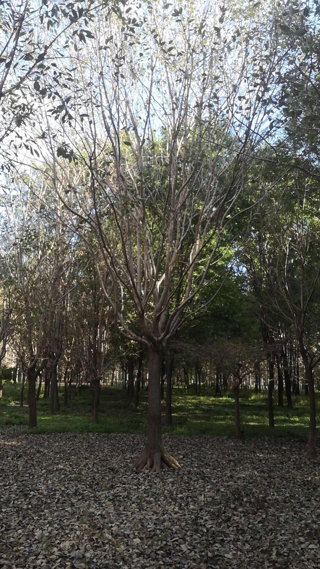 六月雪苗木基地批发流苏树价格便宜