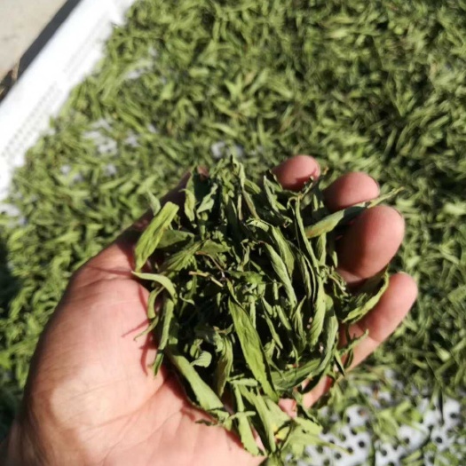 甜叶菊批发甘肃酒泉产地甜叶菊批发 甘肃甜叶菊种植基地水分安全