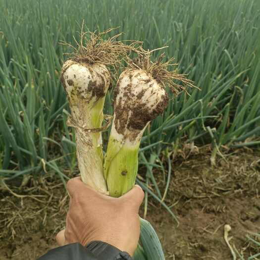 无极县鸡腿大葱 ，葱脖长，头大，货源充足，价格美丽