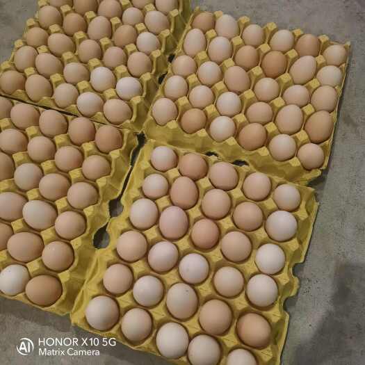 单县粉壳蛋
