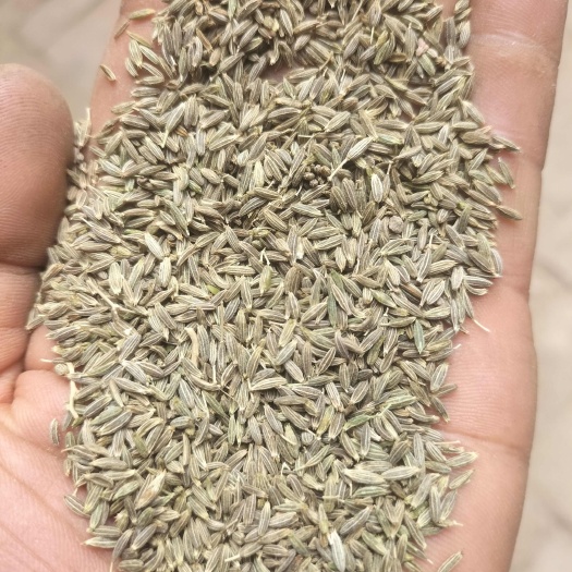 金塔县颗粒饱满精品孜然，一手货源