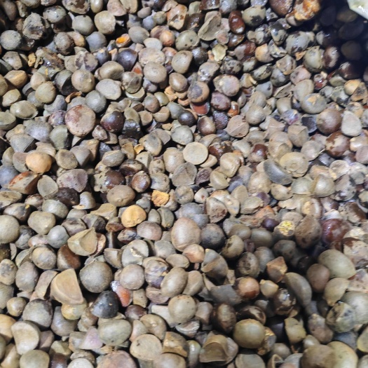 荔浦市红花油茶种子，优质种子，发芽率高，欢迎新老客户联系