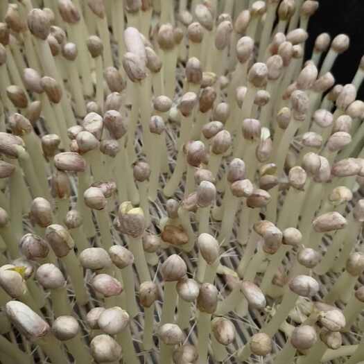 湖州新鲜花生芽 水培花生芽现采现发营养丰富