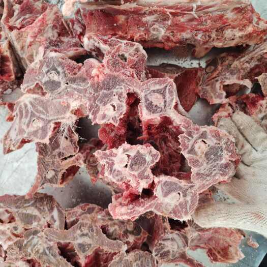 锡林浩特锡林郭勒盟羔羊满肉羊蝎子