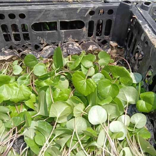 杭州大吴风草大量供应，欢迎电话咨询